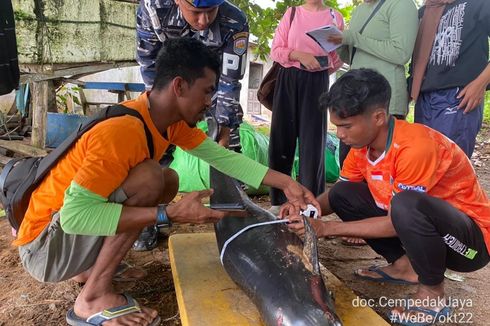 Nelayan Temukan Seekor Pesut Mati di Perairan Ketapang Kalbar 
