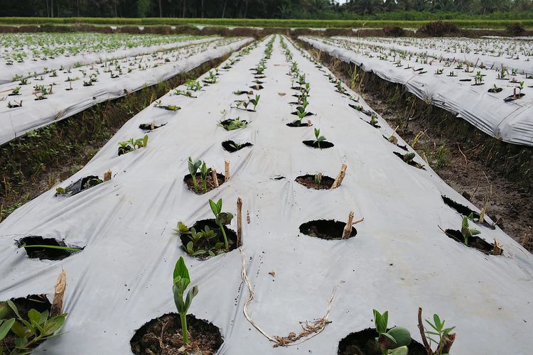 Ilustrasi lahan edamame