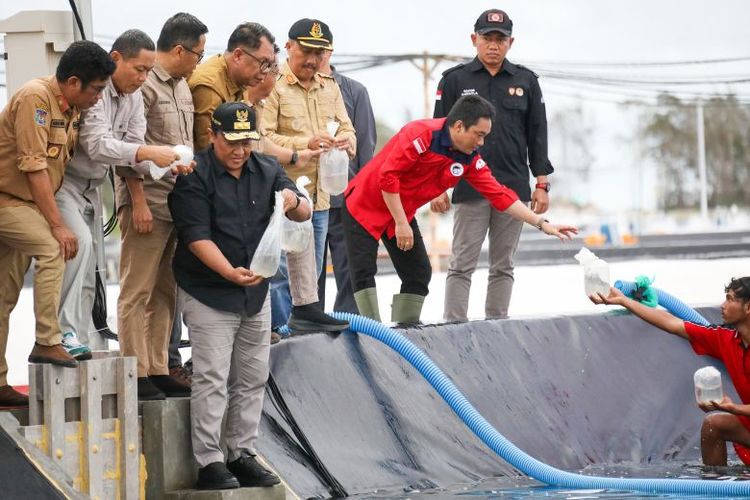 Wagub Kalteng Edy Pratowo melakukan Tebar Perdana  Benur Udang Vaname di Kawasan Tambak Udang.