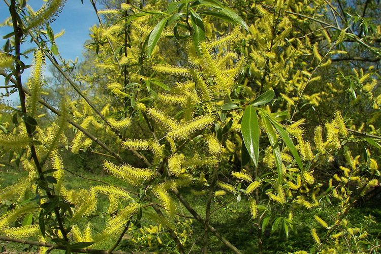 Ilustrasi pohon willow (Salix alba) dikenal sebagai bahan baku pembuatan aspirin. Zat kimia pada kulit pohon ini telah lama menjadi obat pereda nyeri sejak berabad-abad lalu.