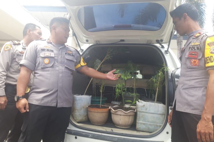 Wakil Kepala Polres Pulau AMbon, Kompol Ferry Mulyana bersama sejumlah perwira Polres Pulau Ambon sedang melihat 11 pot berisi tanaman ganja yang dibawa dari Polsek Pulau Haruku ke Kantor Polres Pulau Ambon, Rabu (13/2/2019)