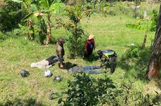 Rem Blong, Sepeda Motor yang Ditumpangi Muda-mudi Terjun ke Area Sawah di Jalur Maut Sarangan