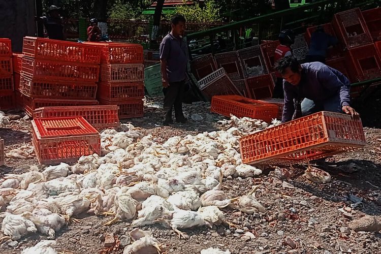 Diduga mengantuk truck Mitsubishi No Ppl S-8660-UZ mengangkut 1.000 an ayam yang dikemudiakn oleh Hadi (38) wrga Kabupaten Jombang terperosok ke sungai sedalam 3 meter di Jl Raya Maospati – Magetan. Ratusan ayam mati dikarenakan tergenjet di dalam bak truk.