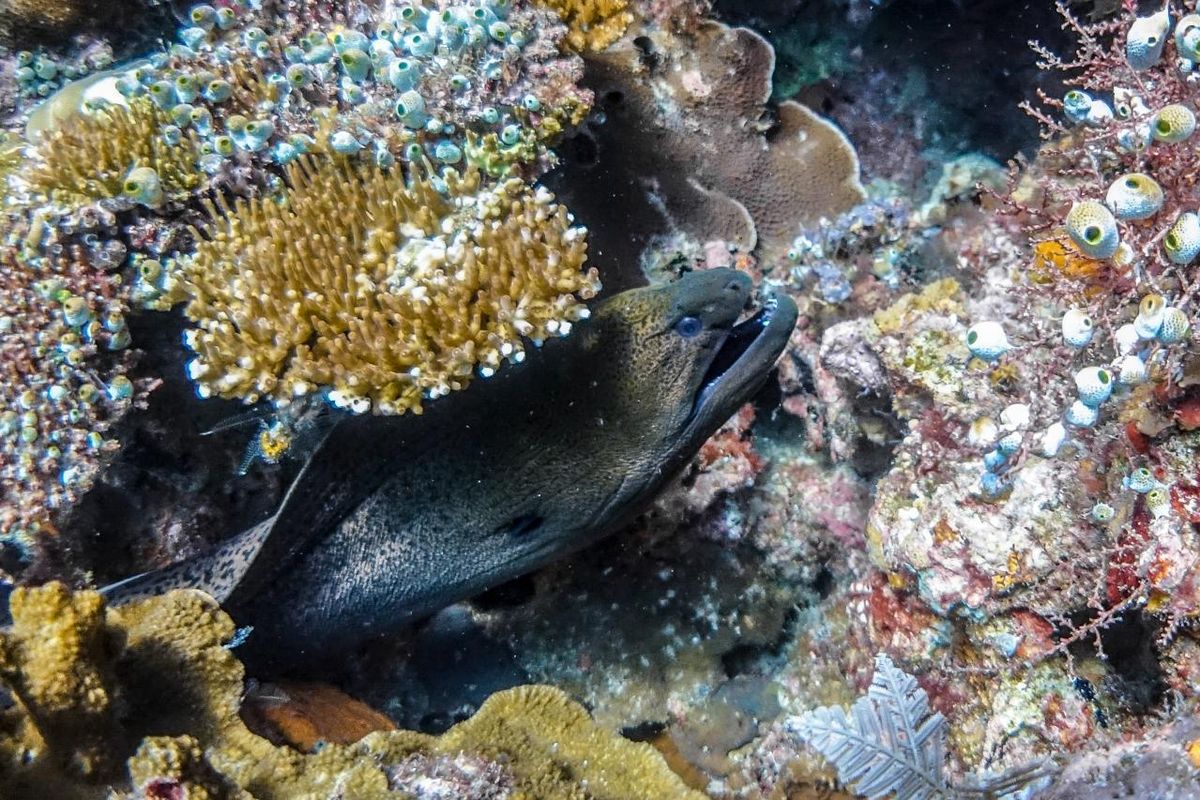 Terumbu karang di Raja Ampat, Papua Barat Daya.