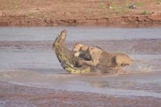 Berebut Bangkai Gajah, Tiga Singa Keroyok Seekor Buaya