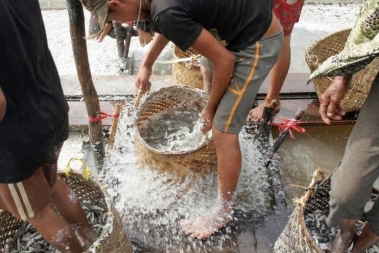 Di beberapa bagian Kamboja, prahok masih dibuat dengan menginjak ikan dengan kaki telanjang.