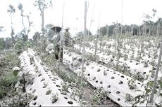 Dampak Hujan Abu Merapi, 1661,8 Hektar Lahan Pertanian di Magelang Rusak