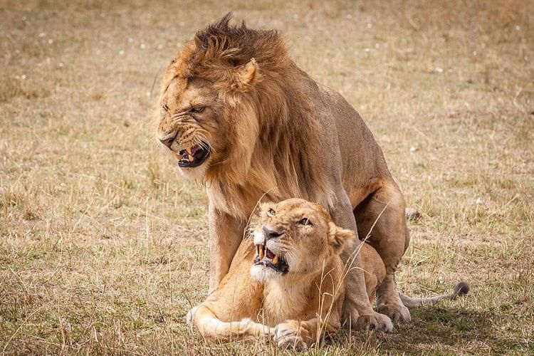 Inilah salah satu hasil jepretan fotografer Ingo Gerlach yang mengabadikan aksi sepasang singa yang sedang bercinta di Taman Nasional Masai Mara, Kenya.