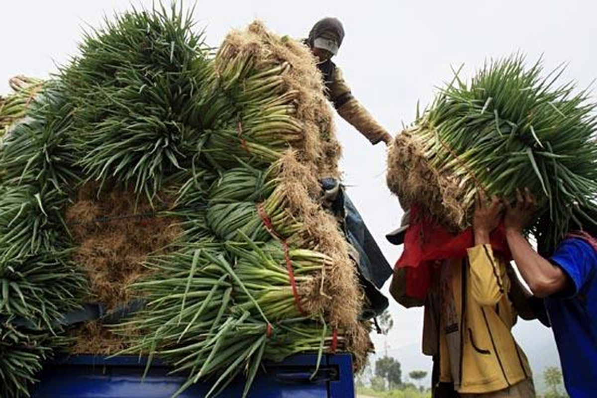Petani sayuran di Kertasari, Bandung, Jawa Barat, menaikkan hasil panen daun bawang ke atas kendaraan pengangkut untuk dikirim ke sejumlah pasar, Senin (21/3). Hasil pertanian setempat menjadi salah satu pemasok utama sayuran untuk Provinsi Jawa Barat, DKI Jakarta, dan Banten.