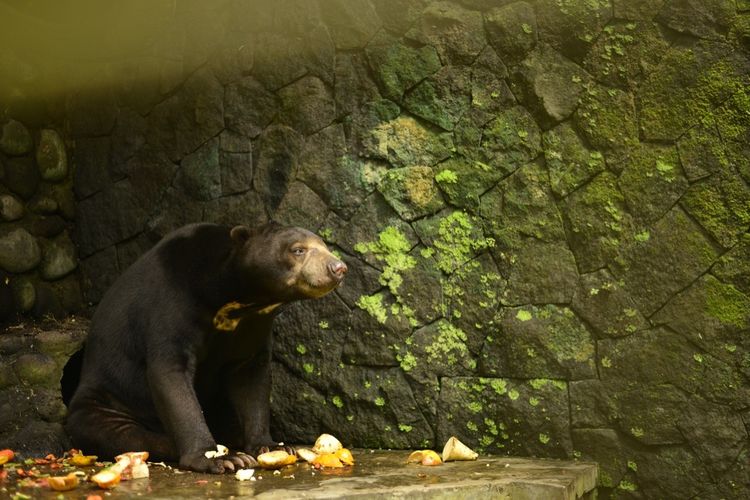 Beruang madu (Helarctos malayanus) dalam masa pemulihan usai operasi cabut gigi di Wildlife Rescue Centre (WRC), Kulon Progo, Daerah Istimewa Yogyakarta. Beruang ini disita dari lembaga konservasi di Madura, Jawa Timur Kementerian Lingkungan Hidup dan Kehutanan RI lalu, bersama orangutan yang juga ada di kebun binatang itu, akan dipulangkan ke habitatnya di Kalimantan Timur dalam waktu dekat.