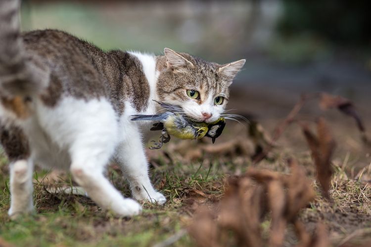 Ilustrasi kucing - Kucing sedang memburu di alam liar.