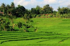 Terasering Desa Pendoworejo Yogyakarta, Boleh Diadu dengan Jatiluwih
