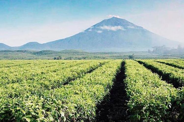 Perkebunan teh Kayu Aro, Jambi, di kaki Gunung Kerinci.