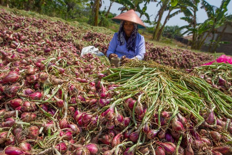 Warga memilah bawang merah di Brebes, Jawa Tengah, Selasa (18/8/2015). Warga mengaku kesulitan mendapatkan air untuk pertanian akibat kekeringan saat musim kemarau. KOMPAS IMAGES/KRISTIANTO PURNOMO