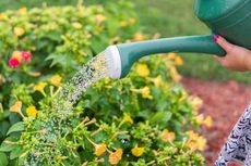6 Tips Efektif Menghemat Air Saat Merawat Tanaman dan Taman