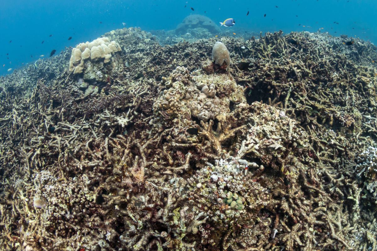 Contoh dampak pengasaman air laut terhadap terumbu karang