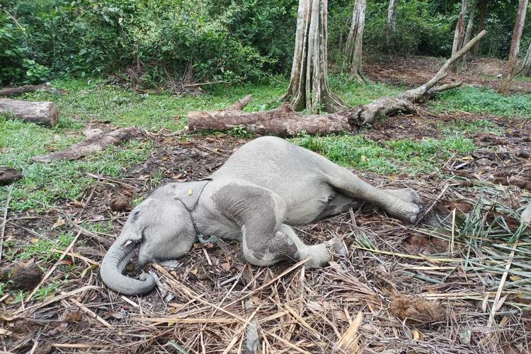 Anak gajah sumatera Damar yang ditemukan mati akibat terpapar virus, di TWA Buluh Cina, Kecamatan Siak Hulu, Kabupaten Kampar, Rabu (11/1/2023).