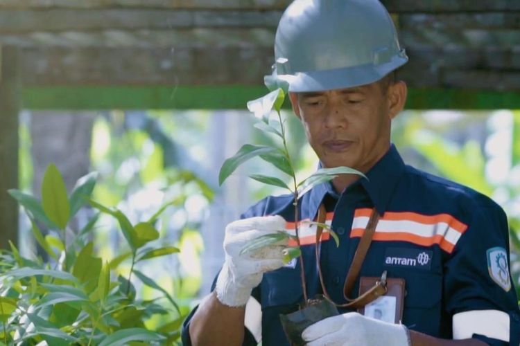 Pembibitan tanaman di area nursery Antam UBP Nikel Maluku Utara. 