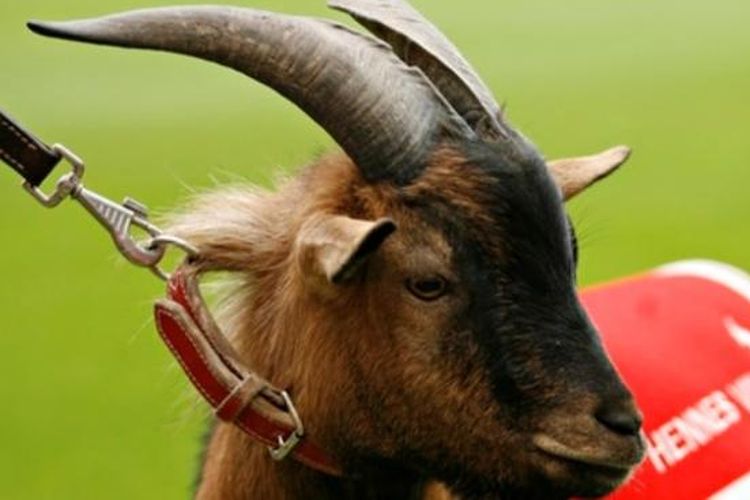 Hennes VIII merupakan seekor kambing yang dijadikan maskot FC Koeln. 