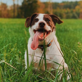 Ada berbagai macam alasan mengapa anjing makan rumput