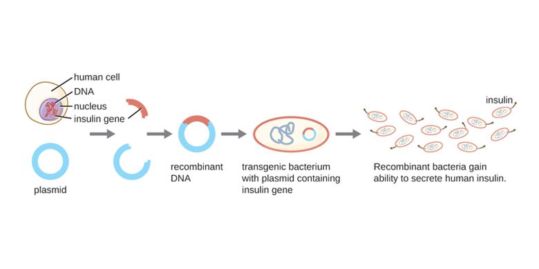 Proses pembuatan hormon insulin melalui rekayasa genertika dengan memanfaatkan plasmid bakteri.