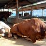 Sukseskan KTT G20 di Bali, Kementan Gencarkan 3 Langkah Kendalikan PMK dan Rabies