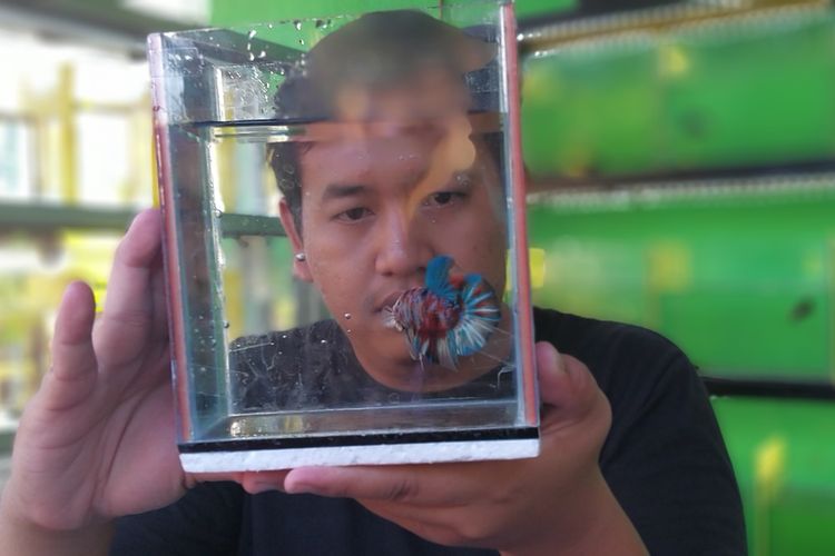 KOLEKSI--Arnovian Pratikna (24), warga Jalan Maskumambang 10B, Kelurahan Sogaten, Kecamatan Taman, Kota Madiun menunjukkan salah satu koleksi ikan cupang andalannya. Dengan berjualan ikan cupang di masa pandemi, Arnov meraup omset satu bulan hingga Rp 40 juta