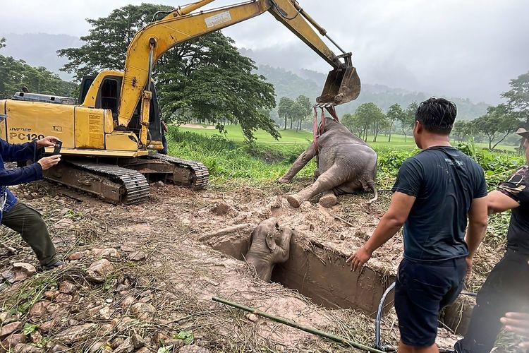 Foto yang diambil dan dirilis pada 13 Juli 2022 oleh Departemen Taman Nasional, Margasatwa, dan Konservasi Tumbuhan Thailand menunjukkan seekor gajah dewasa diangkat dari sebuah lubang, selama operasi penyelamatan untuk menemukan seekor bayi gajah yang jatuh ke dalam lubang, di Provinsi Nakhon Nayok di Thailand tengah.