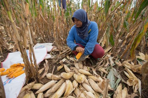 Saling Bantah Pejabat Kemendag Vs Kementan soal Stok Jagung