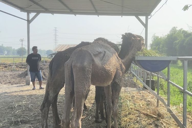 Peternak di Mojokerto Jual Unta untuk Kurban dan Koleksi