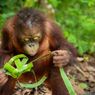 Menjaga Insting Alami, Orangutan di Pusat Rehabilitasi Kaltim Disuguhi Ketupat Lebaran