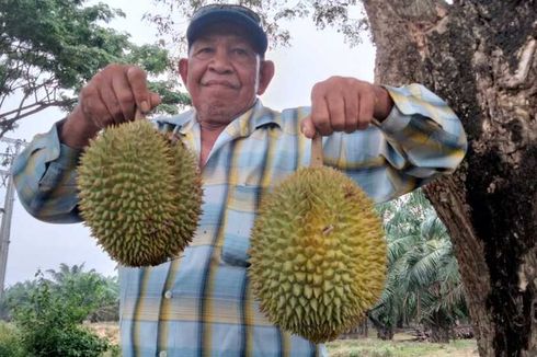 Sedang Melintasi Jalan Lintas di Aceh Tamiang Ini, Jangan Lupa Beli Durian Sukarami