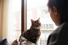 Cara Kucing Peliharaan Meminta Maaf kepada Pemiliknya