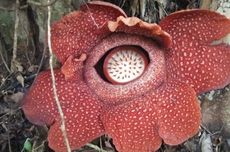 Bunga Rafflesia, Cuma Thomas Stamford Raffles Tercatat sebagai Penemu