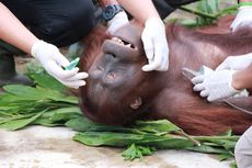 Polri Akan Kejar Pelaku dan Perusahaan Pembunuh Orangutan di Kalteng
