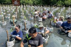 Tekan Emisi, MDKA Tanam 1.000 Mangrove di TWA Angke dan Muara Gembong 