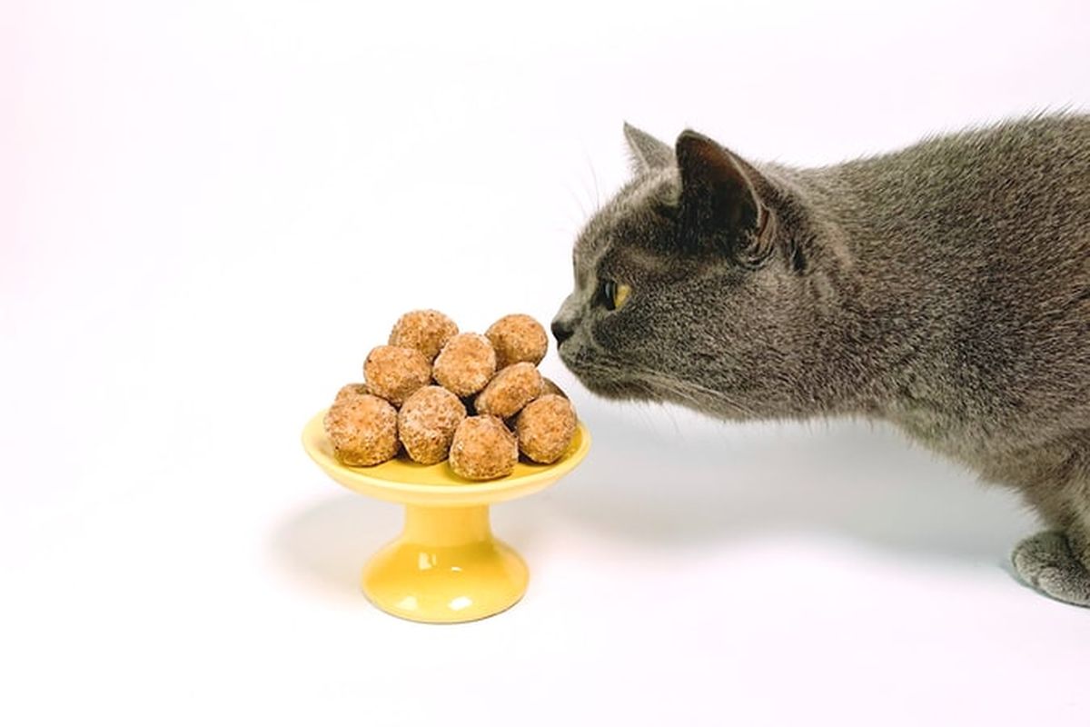 Ilustrasi kucing makan