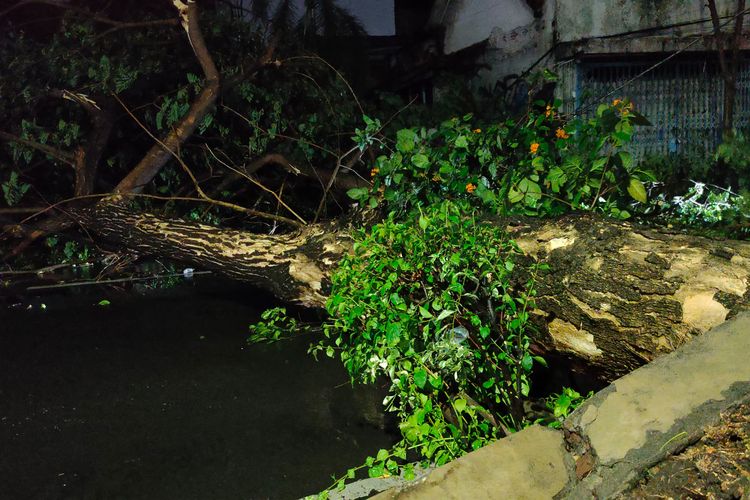 Pohon tumbang hingga menutup Jalan Bubutan, Surabaya, Kamis (7/12/2023).