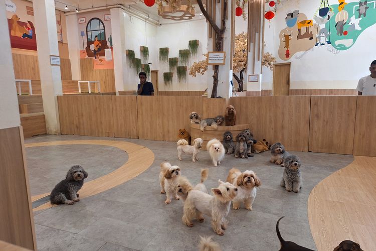 Keluarga Mahasiswa Penganiaya Anjing di Kafe Pluit Tawarkan Uang 