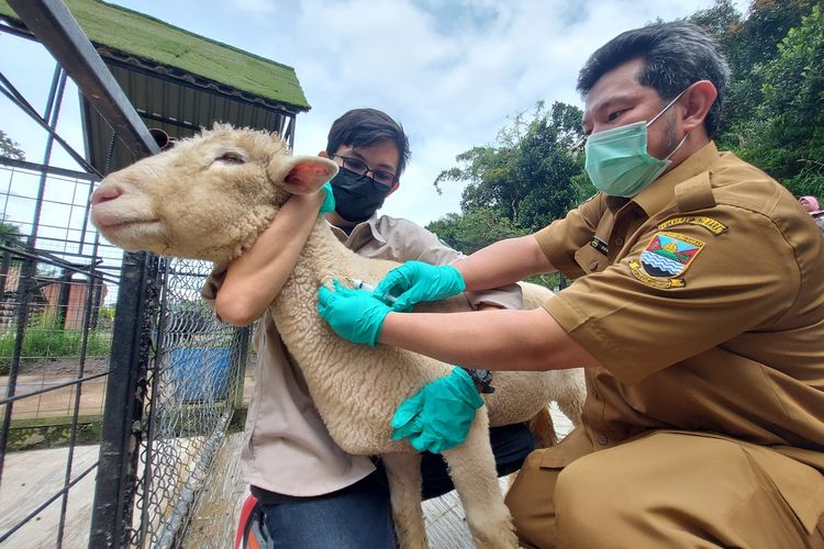 Dokter hewan tengah melakukan vaksinasi PMK kepada domba merino di Lembang Park Zoo, Senin (27/6/2022).