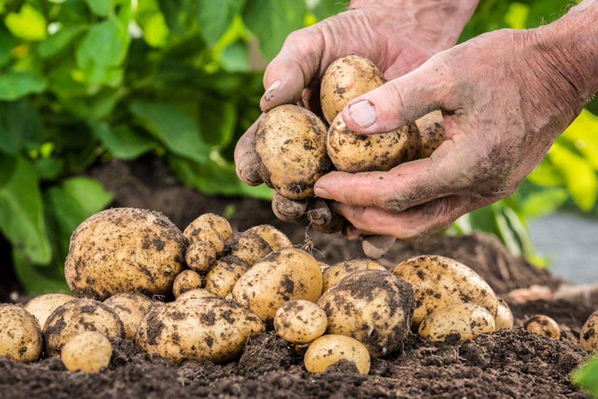 Ilustrasi kentang, menanam kentang.