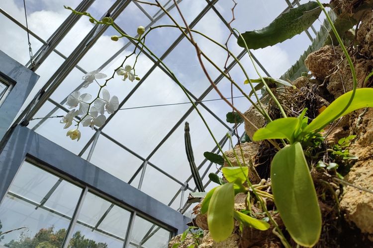 Koleksi tanaman anggrek di Rumah Kaca Kaktus Kebun Raya Bali