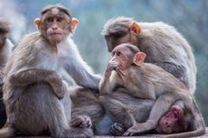 4 Perbedaan Monyet dan Kera, Ukuran hingga Kecerdasan 