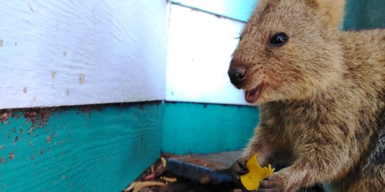 Mau Lihat Quokka Hewan Paling Bahagia Di Bumi Ini Penampakannya
