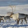 Kutub Utara Menghangat, Perilaku Satwa Liar Mulai Berubah