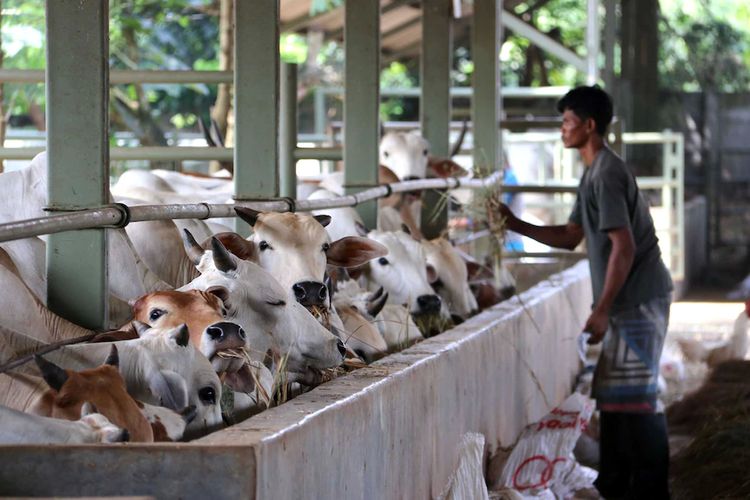 Provinsi dengan populasi sapi terbanyak di Indonesia