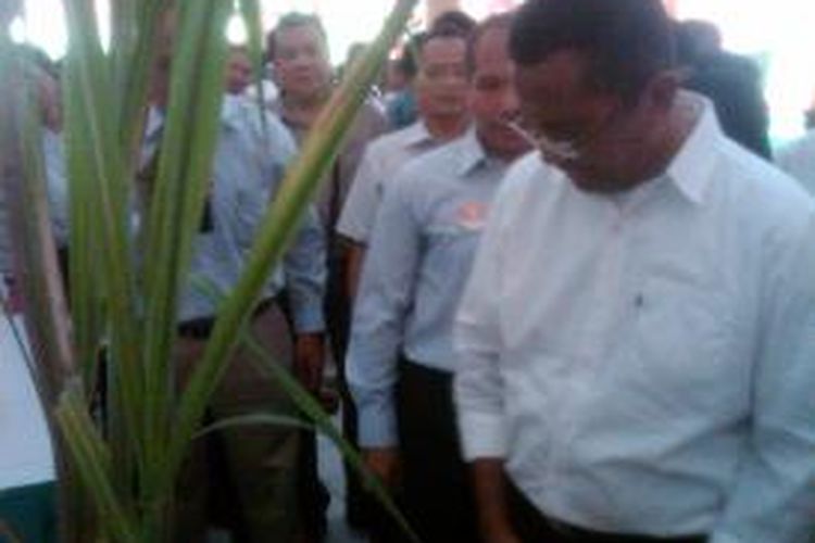 Menteri BUMN Dahlan Iskan, saat melihat salah satu produk unggulan Universitas Jember, Jawa Timur, tebu tahan kering, Selasa (19/11/13)
