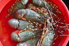 Penyelundupan 7.000 Benih Lobster Rp 1,3 Miliar Digagalkan