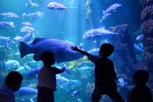 Wisata ke Sea World Ancol, Lihat Ribuan Biota Laut hingga Fun Diving