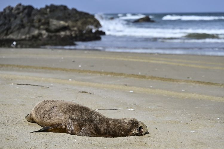 Seekor singa laut yang sakit akibat flu burung terlihat di Pantai Choros di Coquimbo, Chili pada tanggal 31 Mei 2023. Flu burung memengaruhi 53 spesies di seluruh Chili, termasuk burung pelikan, burung camar, dan penguin Humboldt, yang populasinya telah menurun hingga 10 persen. Pada tahun 2023 saja, Dinas Perikanan dan Akuakultur Nasional (Sernapesca) telah mendeteksi 8.140 kematian, hampir dua kali lipat dari jumlah total kematian dalam 14 tahun terakhir (4.392). Virus H5N1 tiba di Amerika Latin pada bulan Oktober 2022 melalui burung-burung yang bermigrasi dan telah menyebar ke seluruh benua. Belasan negara telah melaporkan kasus positif penyakit ini. 